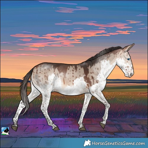 Horse Color:Bay Dun Splash Rabicano Brindle