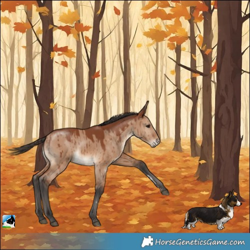 Horse Color:Bay Dun Rabicano Brindle