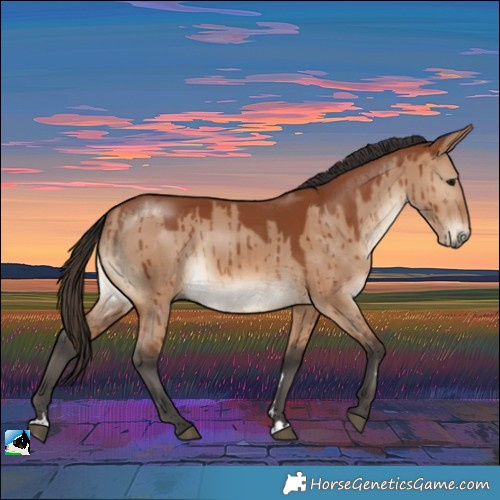 Horse Color:Bay Dun Rabicano Brindle