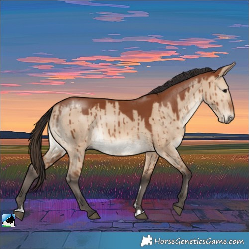 Horse Color:Bay Dun Rabicano Brindle