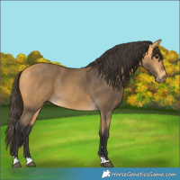 Horse Color:Buckskin