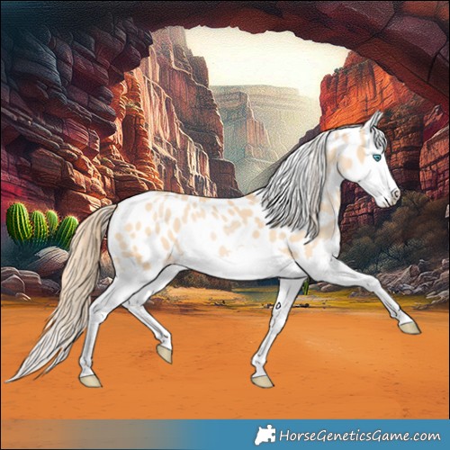 Horse Color:Buckskin Pearl Splash Near Leopard 