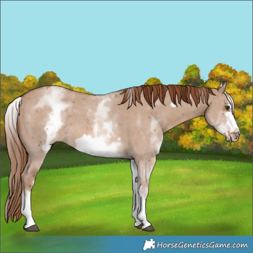 Horse Color:White Spotted Red Dun Sabino Frame 