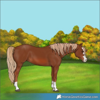 Horse Color:Chestnut 