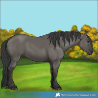 Horse Color:Grullo Rabicano 