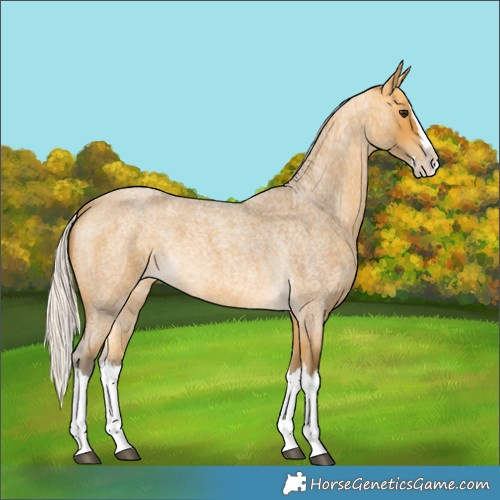Horse Color:Silver Buckskin Roan Splash
