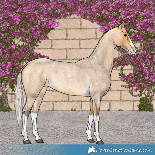Horse Color:Silver Buckskin Roan Splash 