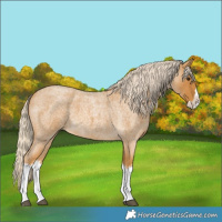 Horse Color:Palomino Roan Splash 