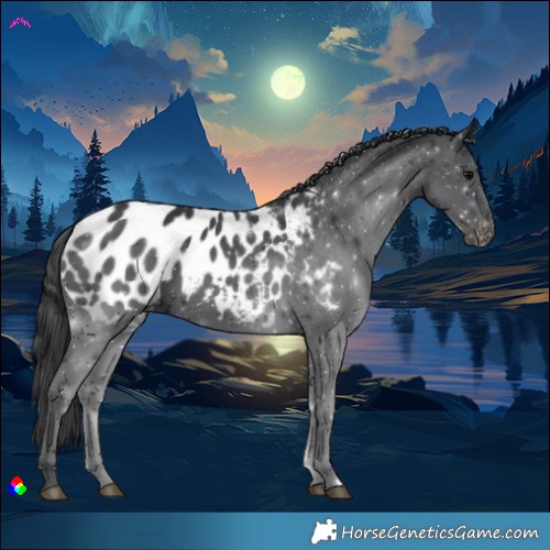 Horse Color:Black Blanket