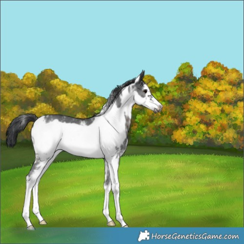 Horse Color:Black Sabino Frame