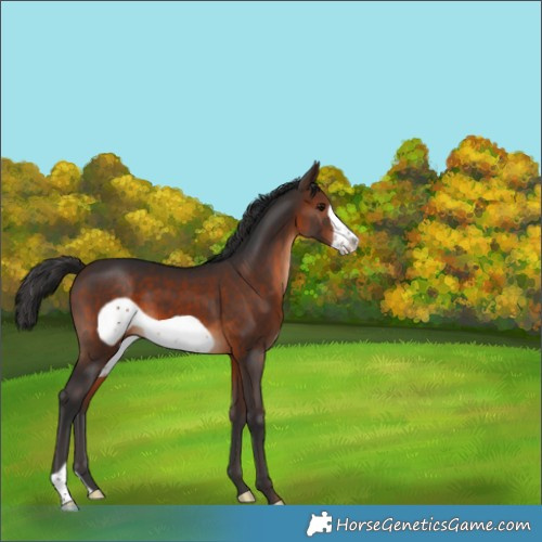 Horse Color:Brown Frame 