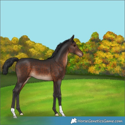 Horse Color:Brown 