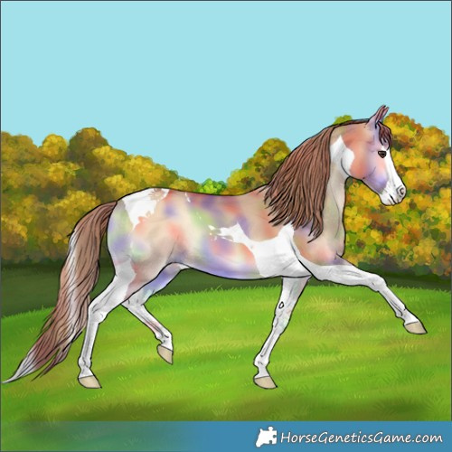 Horse Color:Nacre Red Dun Onyx Splash Tobiano 