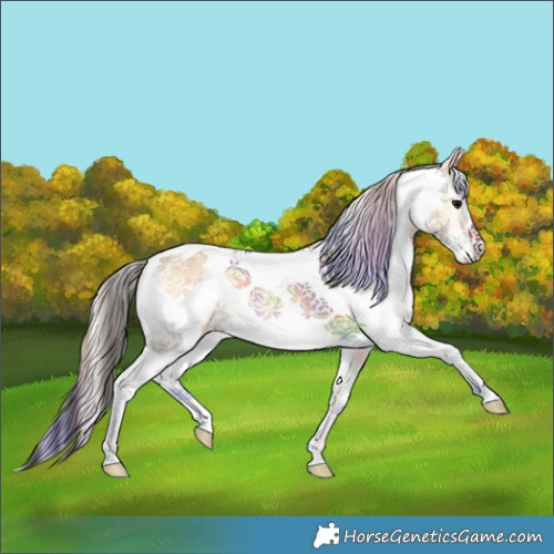 Horse Color:Nacre White Spotted Buckskin Onyx 