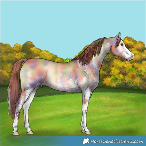 Horse Color:Nacre White Spotted Red Dun Onyx 