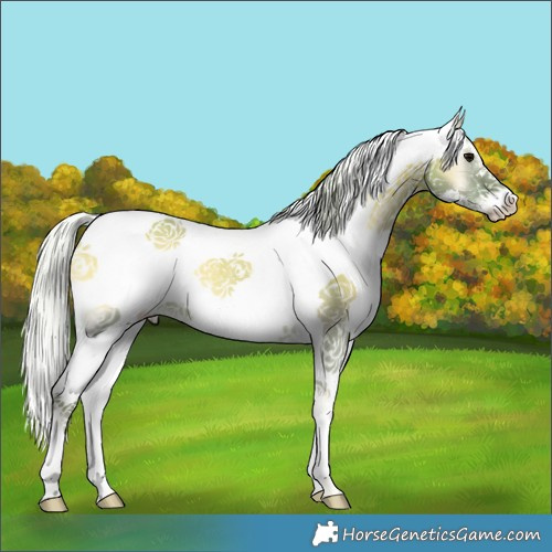 Horse Color:Watercolor White Spotted Silver Grullo Onyx Rabicano 