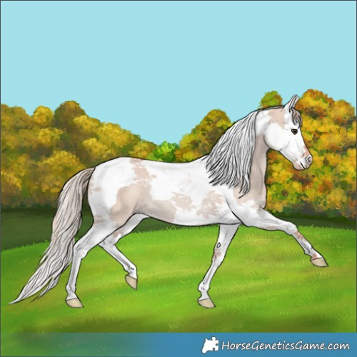 Horse Color:Watercolor Red Dun Splash Tobiano 