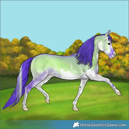 Horse Color:Watercolor White Spotted Grullo Onyx 