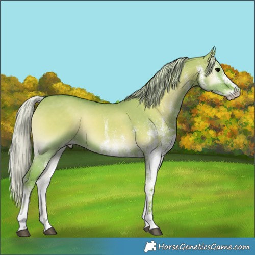 Horse Color:Watercolor White Spotted Silver Grullo Onyx 