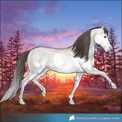 Horse Color:Classic Champagne Dun Splash 
