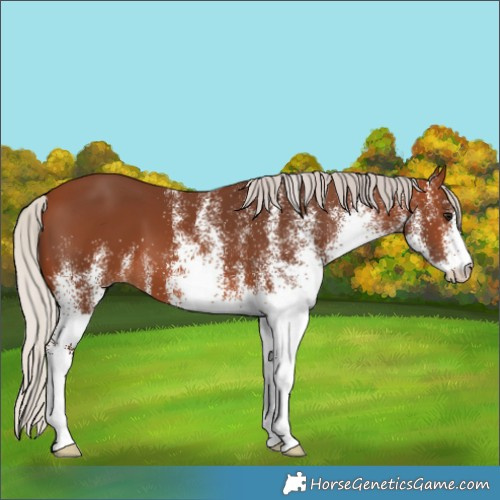 Horse Color:White Spotted Silver Brown 