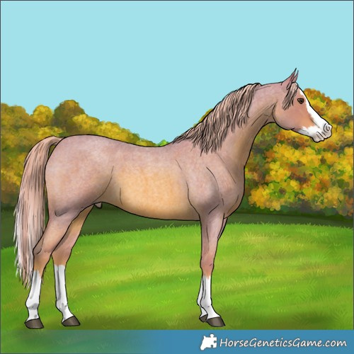Horse Color:Watercolor Red Roan Splash 