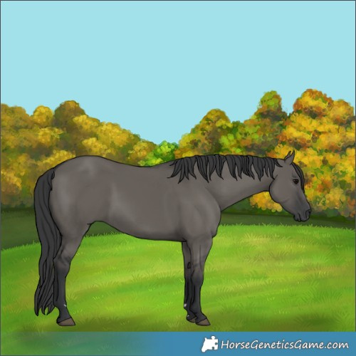 Horse Color:Grullo Rabicano 