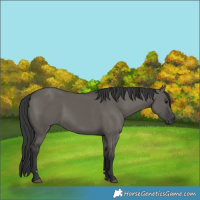 Horse Color:Grullo Rabicano 