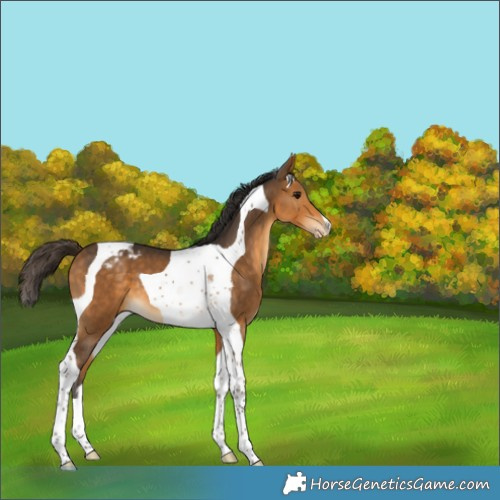 Horse Color:Buckskin Tobiano Appaloosa 