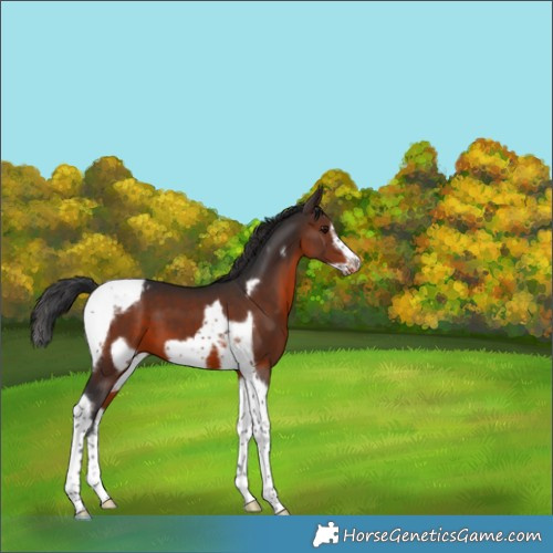 Horse Color:Brown Tobiano Frame Varnish 