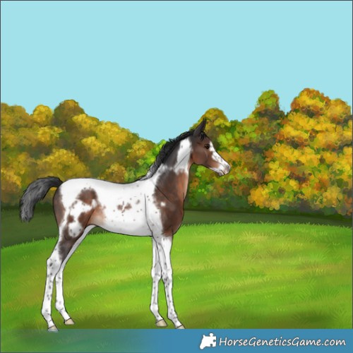Horse Color:Brown Tobiano Frame Rabicano 