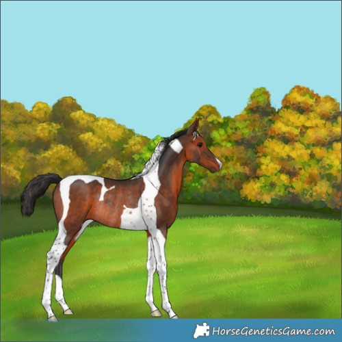 Horse Color:Brown Tobiano Rabicano 