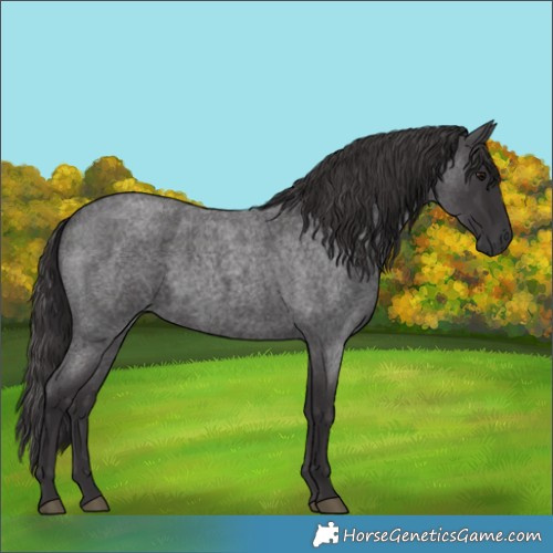 Horse Color:Smoky Blue Roan 