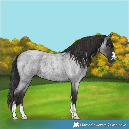 Horse Color:Smoky Blue Roan 