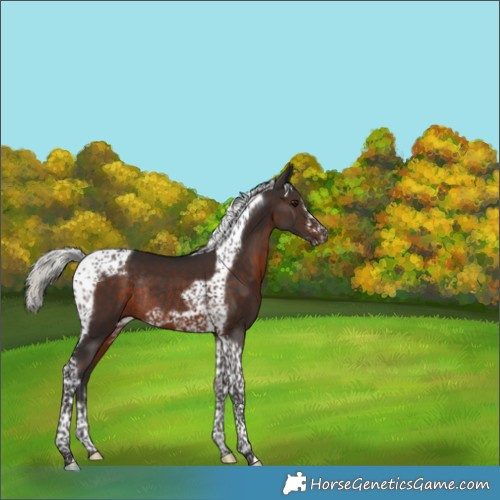 Horse Color:Silver Brown Tobiano Frame Rabicano 