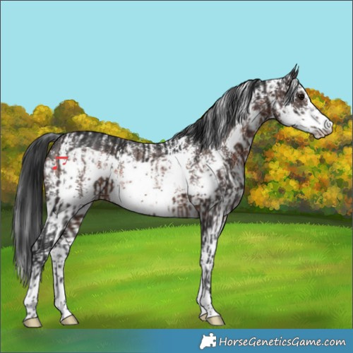 Horse Color:Brown Frame  and Brown Sabino Rabicano 