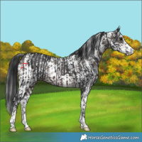 Horse Color:Brown and Brown Sabino Rabicano