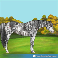 Horse Color:Brown and Brown Sabino Rabicano