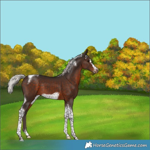 Horse Color:Silver Brown Tobiano Frame Rabicano