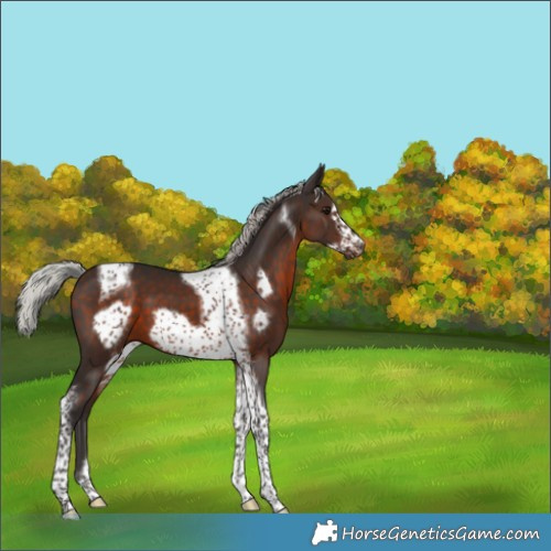 Horse Color:Silver Brown Tobiano Frame 