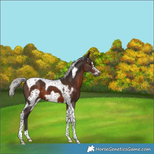 Horse Color:Silver Brown Tobiano Frame