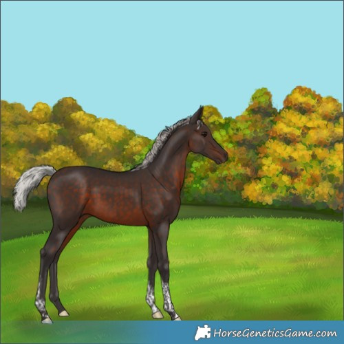Horse Color:Silver Brown Tobiano Rabicano 