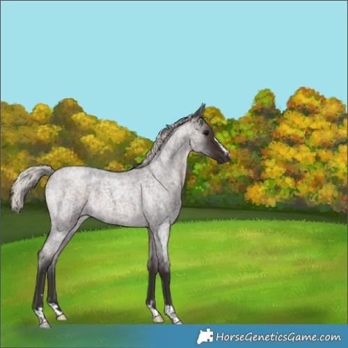 Horse Color:Silver Brown Roan Rabicano 