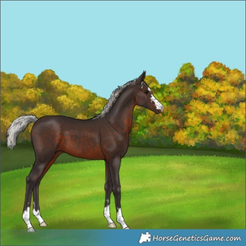 Horse Color:Silver Brown 