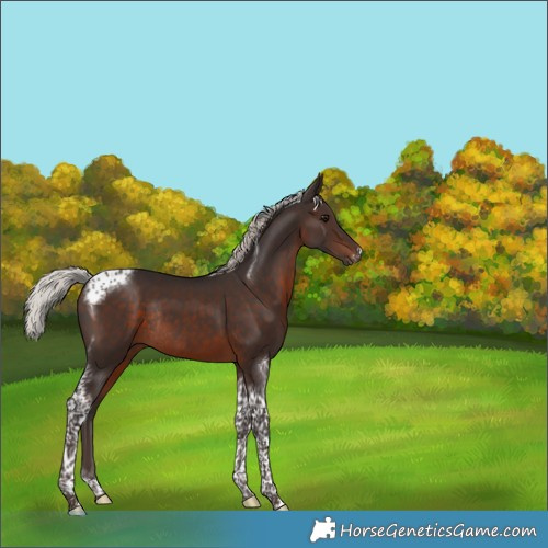 Horse Color:Silver Brown Tobiano Frame Rabicano