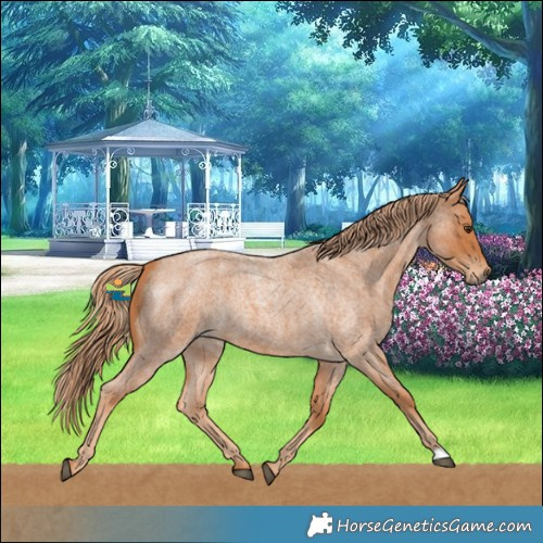 Horse Color:Red Roan 