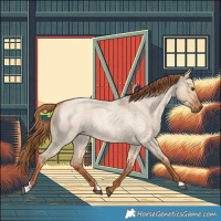 Horse Color:Red Dun Roan 