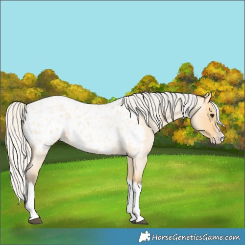 Horse Color:Silver Buckskin Roan Splash Near Leopard