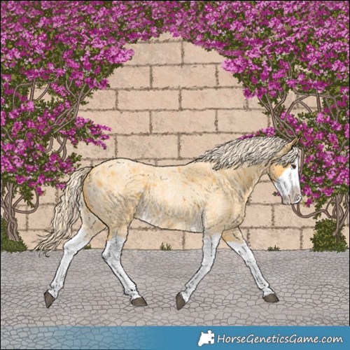 Horse Color:Palomino Roan Splash 