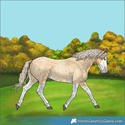 Horse Color:Palomino Roan Splash